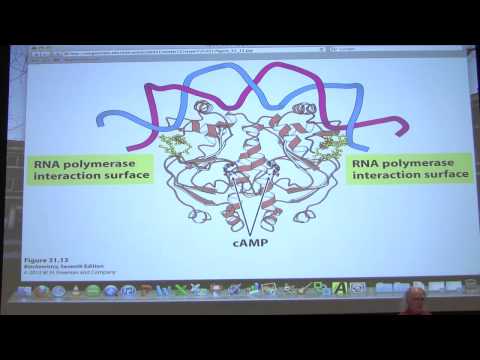 #50 Biochemistry Gene Expression II Lecture for Kevin Ahern's BB 451/551