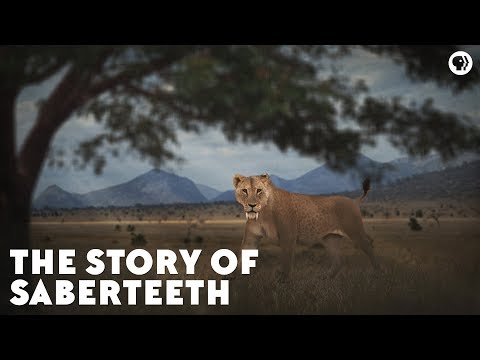 image-What are some interesting facts about saber tooth tiger?