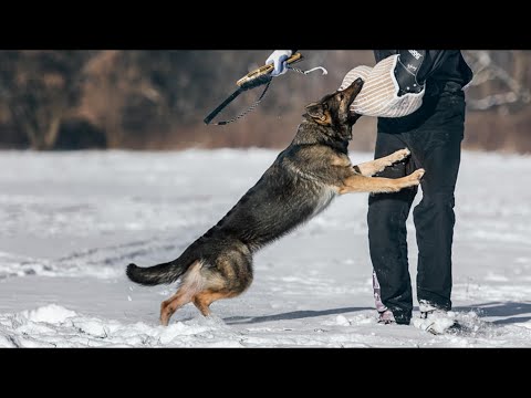 OWCZAREK NIEMIECKI UŻYTKOWY TOP 5 CO MUSISZ WIEDZIEĆ