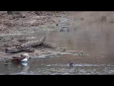 Djuma: Egyptian Goose keeps chasing away Little Grebe juvenile - 14:41 - 08/21/20