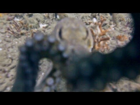 Oktopus hilft bei der Kameraeinstellung