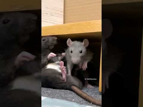 My funny pet rats 🐭 Duke and Splinter 🐭 #petrats #funnyrats