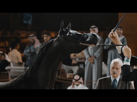 D HAYEL - Yearling Colt Contender, KIAHF 2023 Title Show