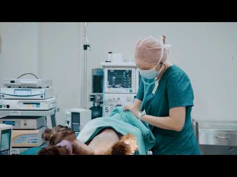 download lagu mp3 mp4 Southern Veterinary Hospital, download lagu Southern Veterinary Hospital gratis, unduh video klip Southern Veterinary Hospital