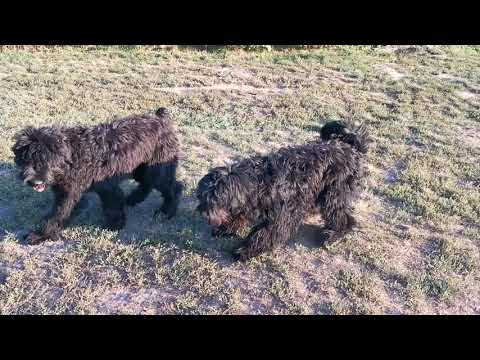 Schwarzer Russischer Terrier Welpe kaufen
