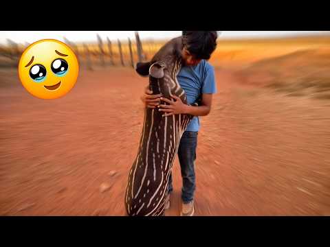 The Way Animals React to Love… It’s Impossible to Ignore