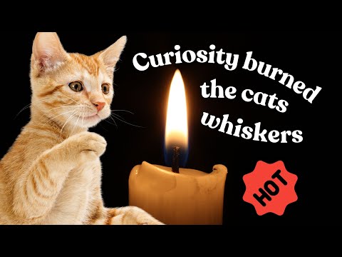 Cats Playing With Fire 🔥