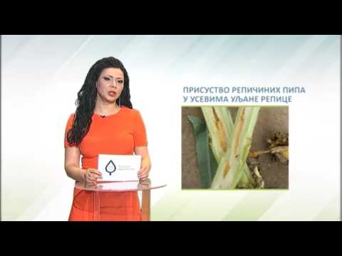 Zelena prognoza, 7.3.2017. - O prisustvu repičinih pipa u usevima uljane repice