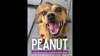 Video preview image #1 Dachshund-Unknown Mix Puppy For Sale in Corona, CA, USA