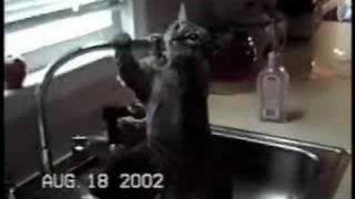Very funny cats crazy kittens boksing cats talking cats flying humor funny cats