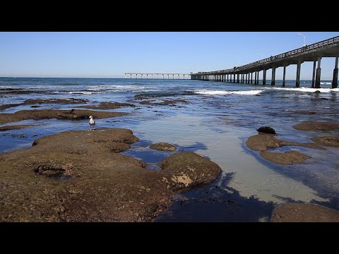 California Ocean Sounds, Ocean Beach Waves, 1 Hour of Waves Sounds for to Relax