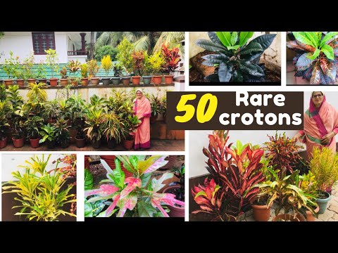 Garden tour /50 rare crotons
