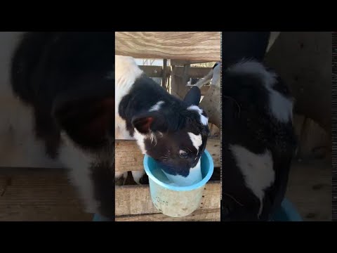 Cow Shows How He Earned His Name || ViralHog