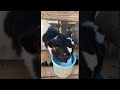Cow Shows How He Earned His Name || ViralHog