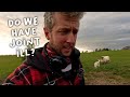 Lambs off their feet  |  Lambing Day 21