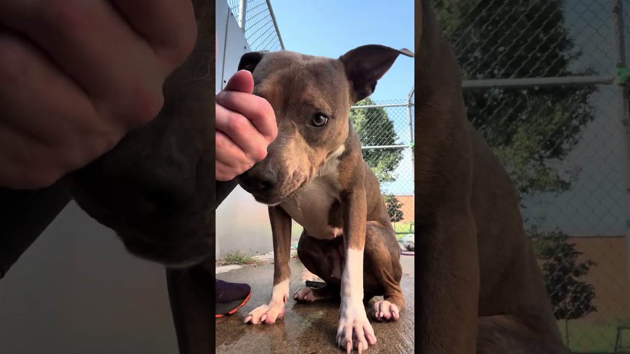 Enlarge Limonera, a Adopted Pit Bull Terrier in Chicago, IL video 5/5