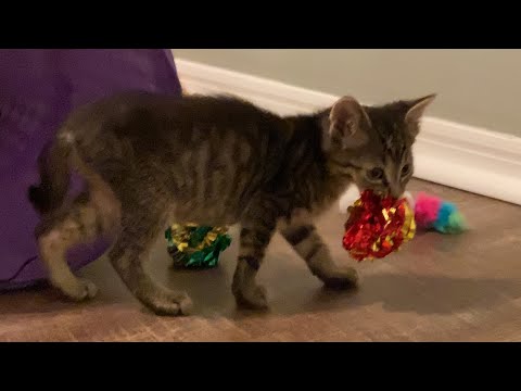Pixie The Runt Kitten Finds a Favorite Toy 😻