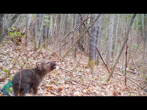 The first howls of a wolf pup in the Northwoods of Minnesota