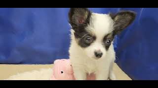 チワワ（ロング）の動画01
