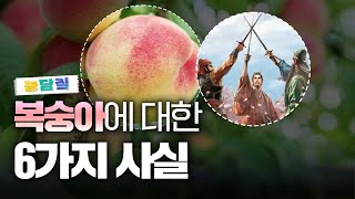 복숭아, 당신이 몰랐던 6가지 사실|농담짚