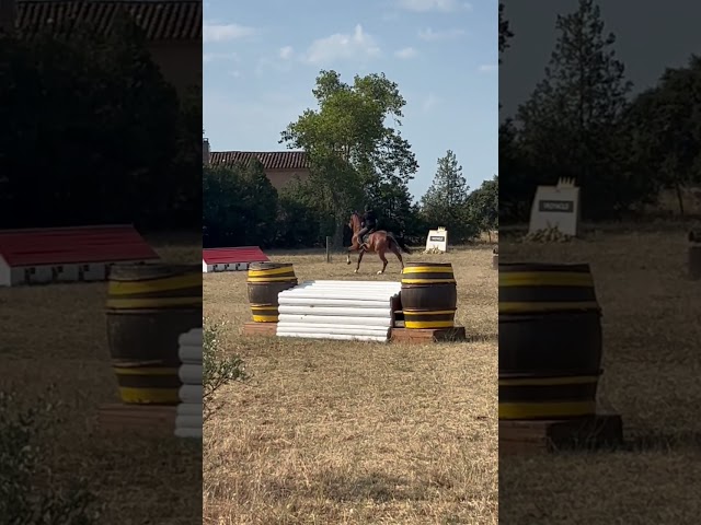 OPPORTUNIT&Eacute; - MAGNIFIQUE CHEVAL DE 7ans - CSO/CCE&hellip;