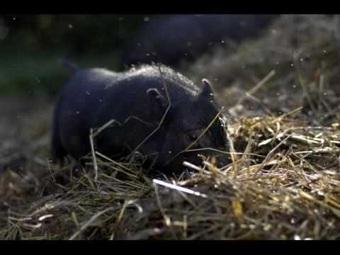 "Piwniczka" - Gospodarstwo Agroturystyczne Krystyna Kubacka