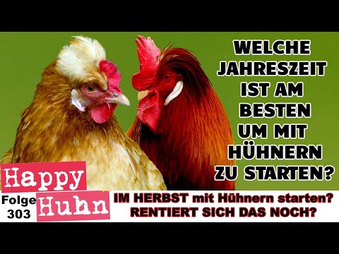 Getting chickens – is it worth it in autumn? The best time to start! HAPPY CHICKEN E303