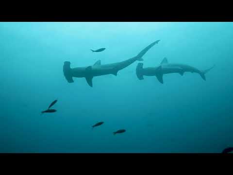 EFF22 Malpelo: Mountain of Sharks - Trailer