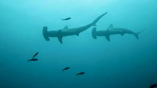 EFF22 Malpelo: Mountain of Sharks - Trailer