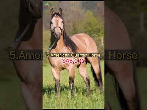 , title : 'TOP 7 MOST EXPENSIVE HORSE BREEDS IN THE WORLD'