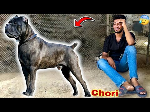 Italian Cane Corso Dog Chori😨 Badshah is Back