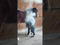 Does It Hurt At The Farrier With Our Clydesdale Horse Oliver