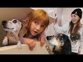 Dog HiDE N SEEK With Olive And Koopa Can Our Dogs Find Us Hiding Playing A New Game As A Family