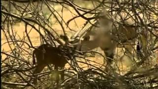 El corazón de una leona