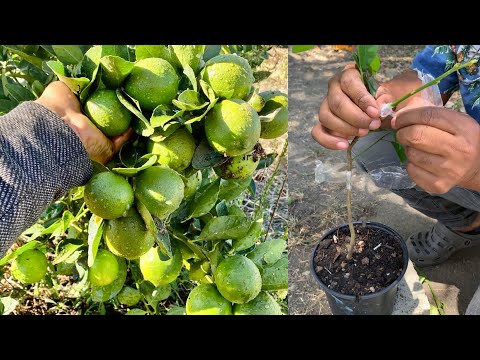 How to make 2 types of Persian LEMON grafts, step by step method