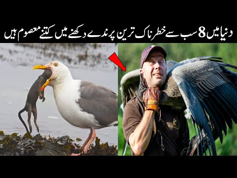 8 Most Dangerous Birds In The World || Green