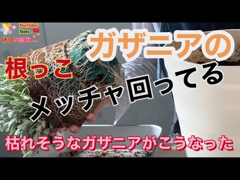 ガザニア 植物