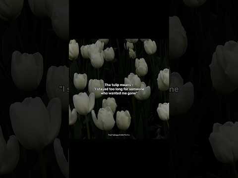 Tulips don't last forever 🌷 #shorts #tulip #relatable #shortsfeed #trending #poetry #vintage #fyp
