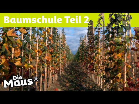 Warum werden Bäume veredelt? | Die Maus | WDR