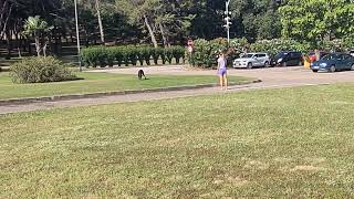 Lijepi veliki pas doberman bez povodca među turistima--to baš i ne odobravam...