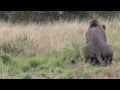 Lion Sex Multiple Times In Uganda