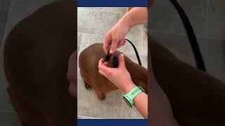 Quick Fitting Guide for the ADAPTIL Calm Collar