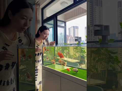 This girl takes care of a pregnant fish she finds in an aquarium. #cat #cats #catvideos