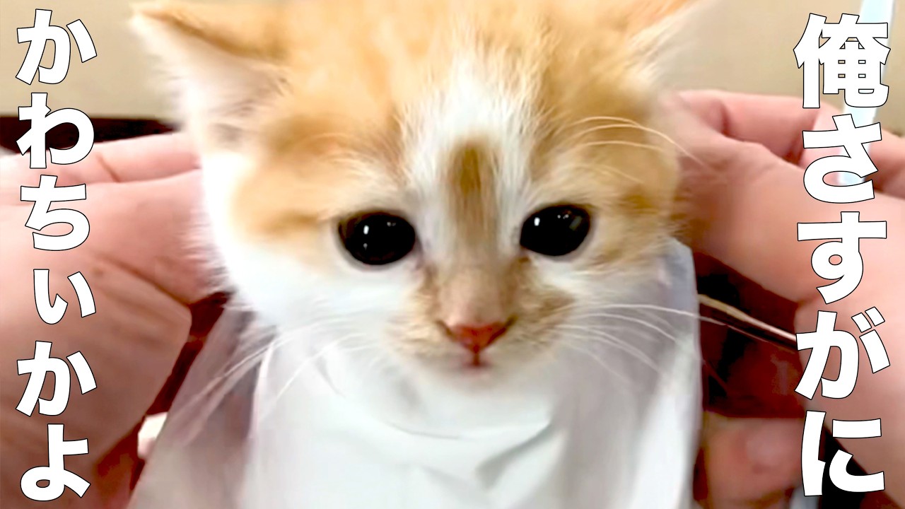 かわちぃが口癖のネコ【アフレコ】