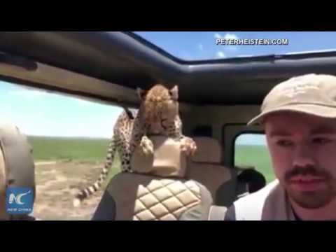 Watch this: Cheetah jumps into man's car during safari
