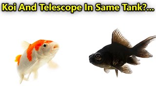 Koi மற்றும் Telescope இந்த இரண்டு மீனையும் ஒரே போடலாமா? Same Tank Any Problems / Fish Aquarium Tamil