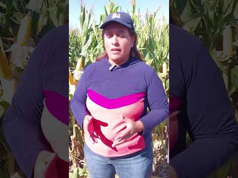 Jornadas de la Red Regional de Maíz Tardío del INTA Manfredi 🌽