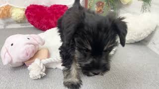 ミニチュアシュナウザーの動画02