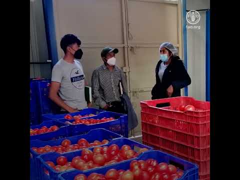 Boosting decent jobs for youth in the agrifood system