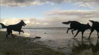 Dogs At Sea (Wayman) - Dave Wayman